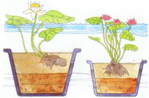 растения в корзинах в воде