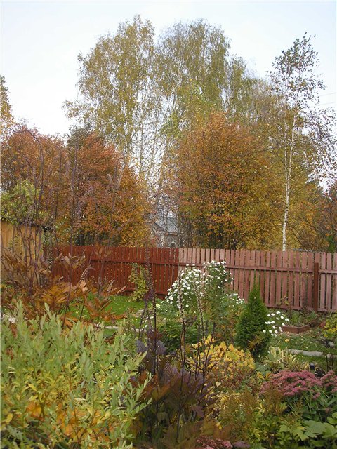 осень в саду
