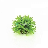 Зеленый цветочный шар Flower ball green